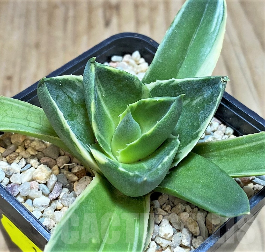 SH1813 Agave 'Pixie' f. variegata