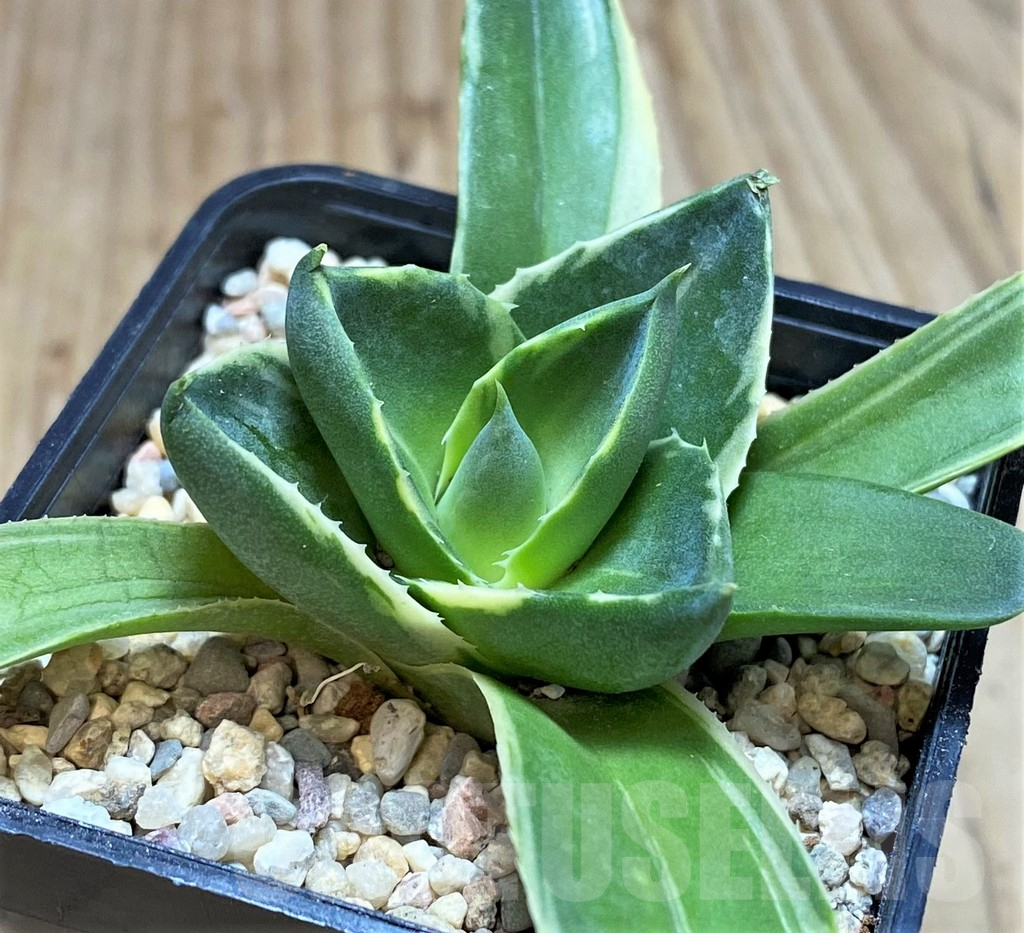 SH1813 Agave 'Pixie' f. variegata - immagine 2