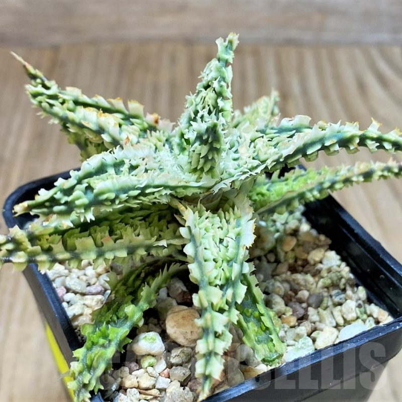 SH1819 Aloe TCT hybrid