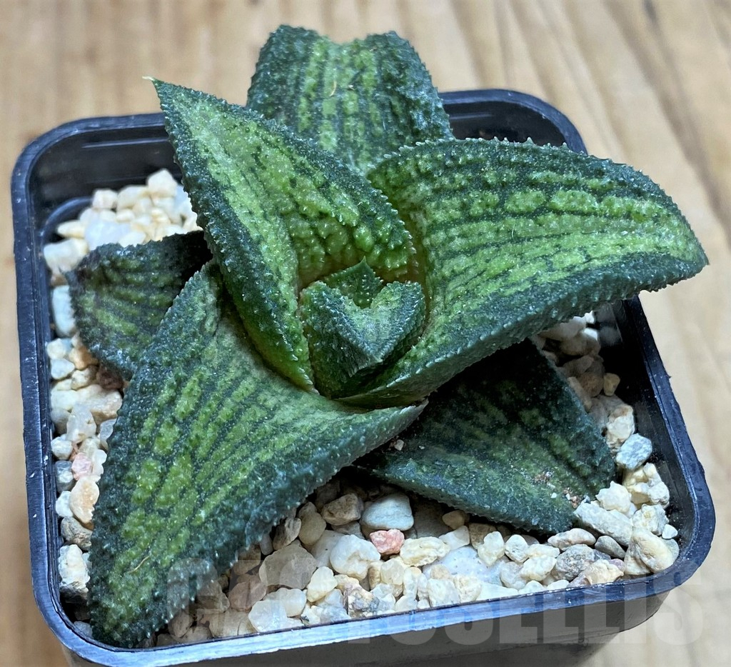 SH1822 Haworthia koelmaniorum T2