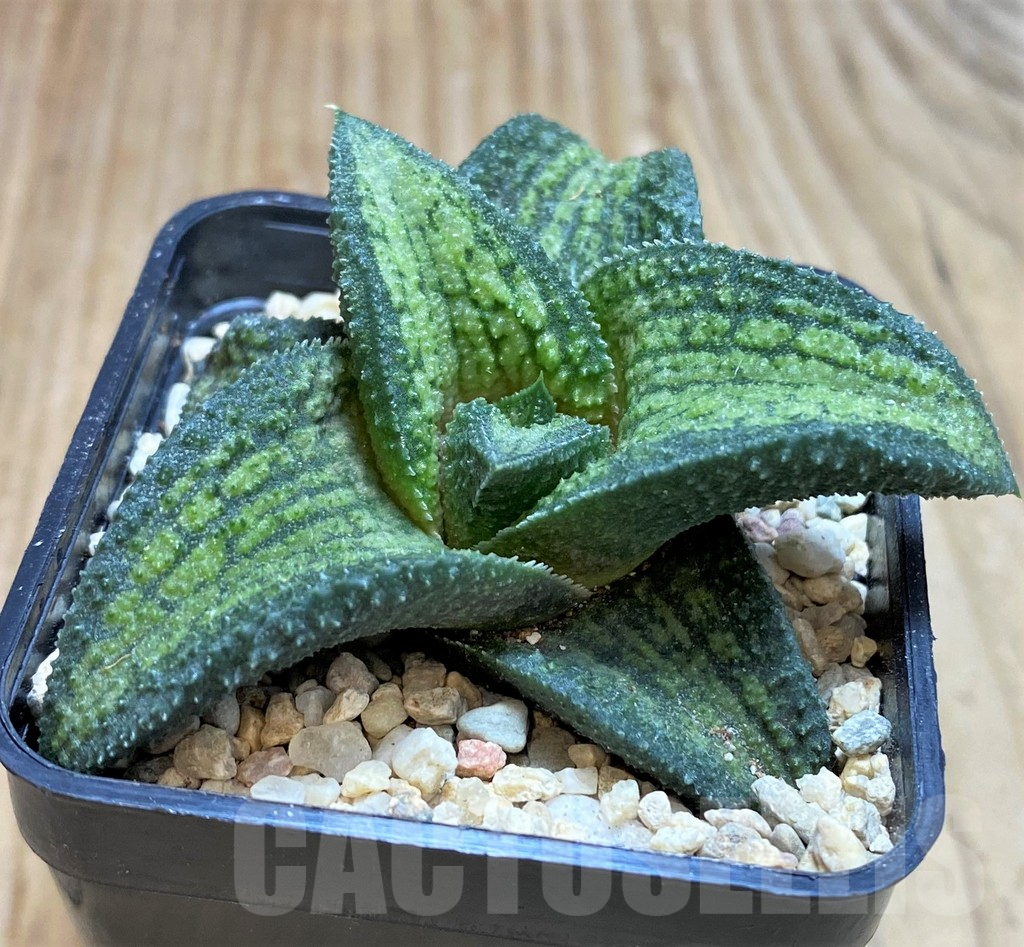 SH1822 Haworthia koelmaniorum T2 - Image 2
