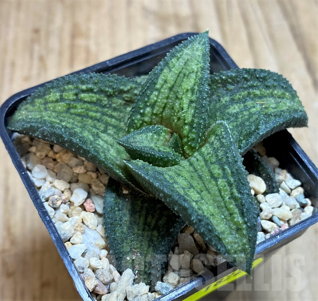 SH1822 Haworthia koelmaniorum T2 - Image 3