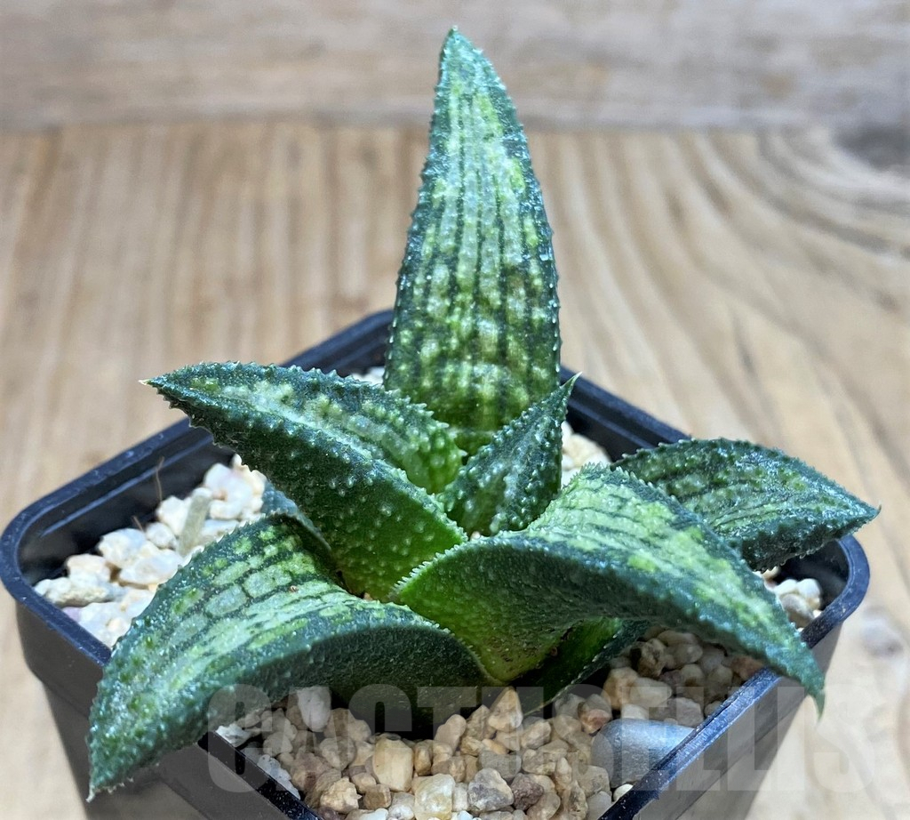 SH1823 Haworthia koelmaniorum Thai hybrid