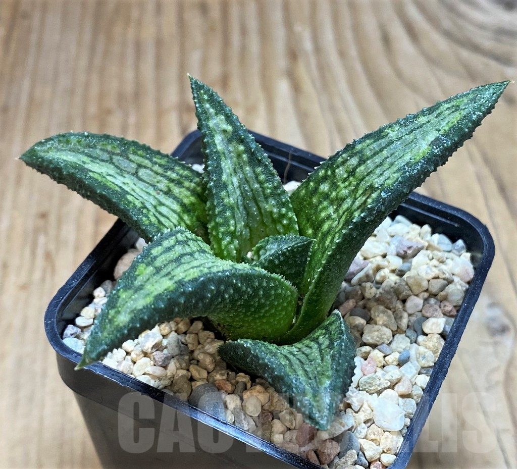 SH1823 Haworthia koelmaniorum Thai hybrid - immagine 2