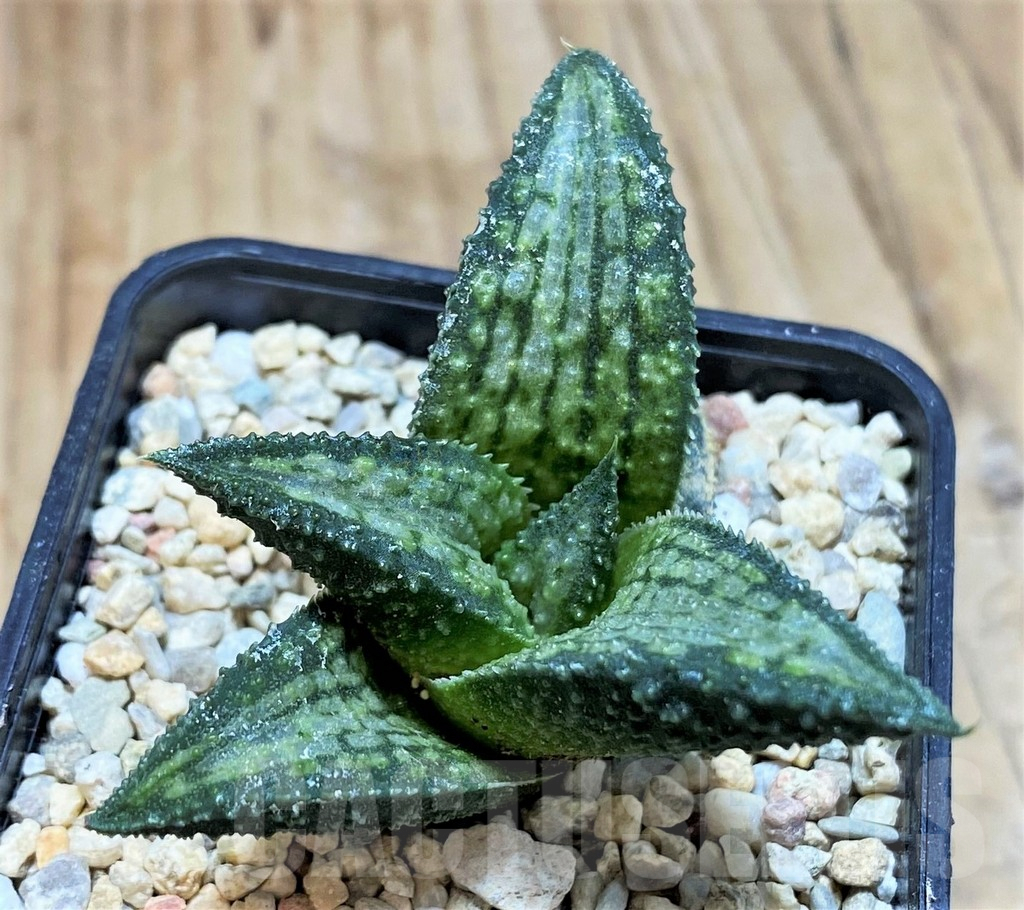 SH1824 Haworthia koelmaniorum Thai hybrid - Imagen 3