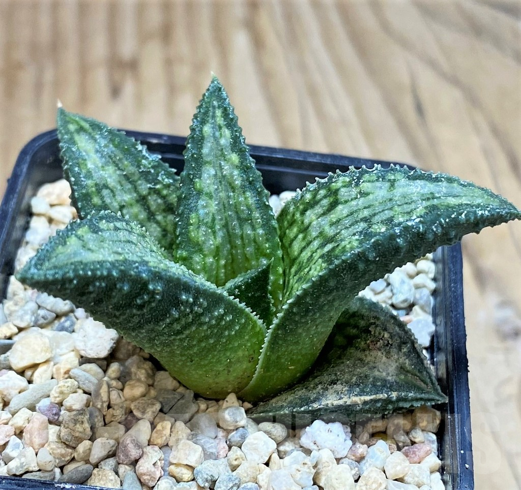 SH1824 Haworthia koelmaniorum Thai hybrid
