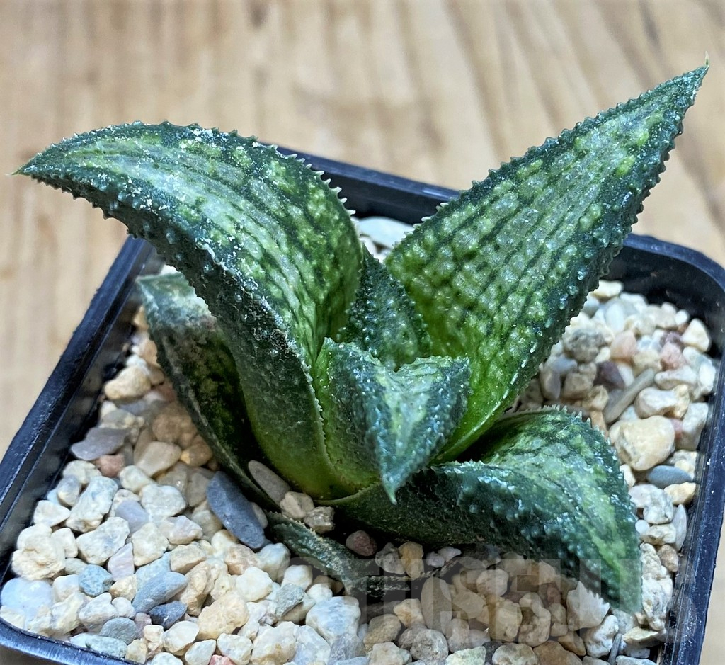SH1824 Haworthia koelmaniorum Thai hybrid - Imagen 2