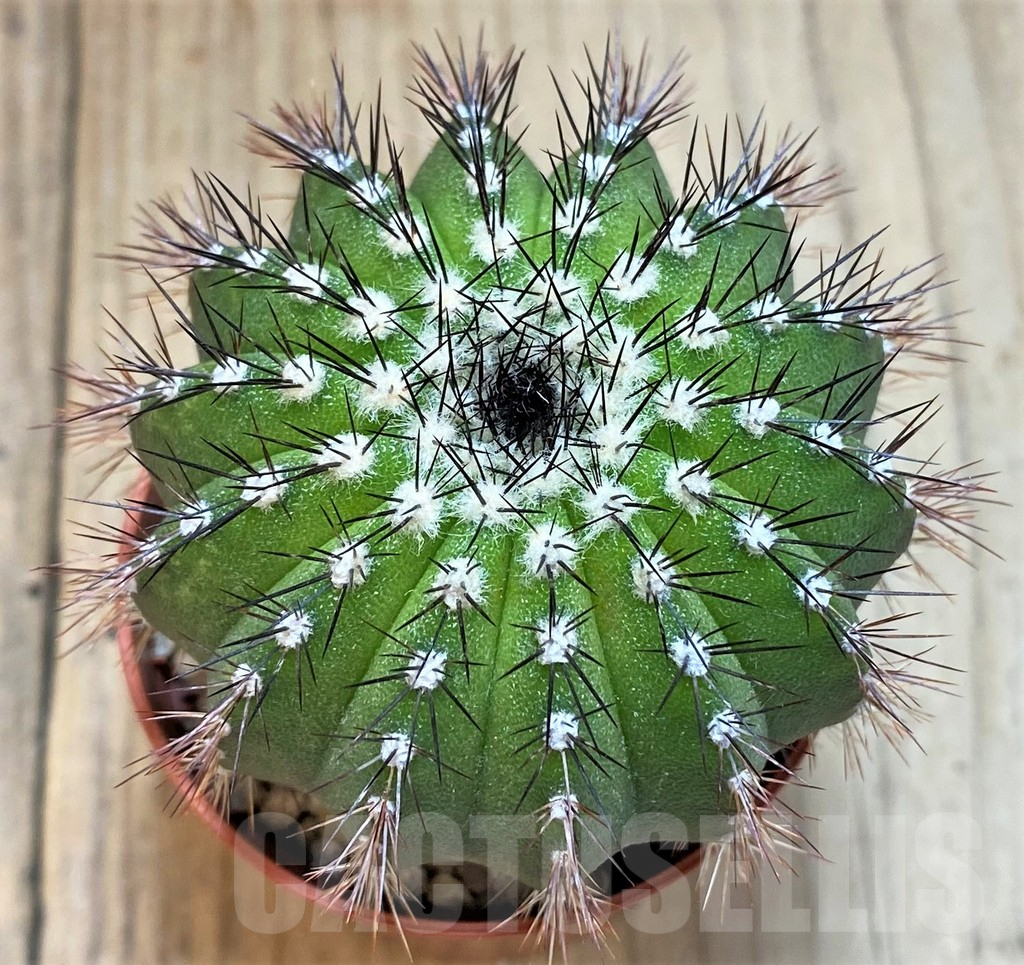 SH3434 Uebelmannia pectinifera