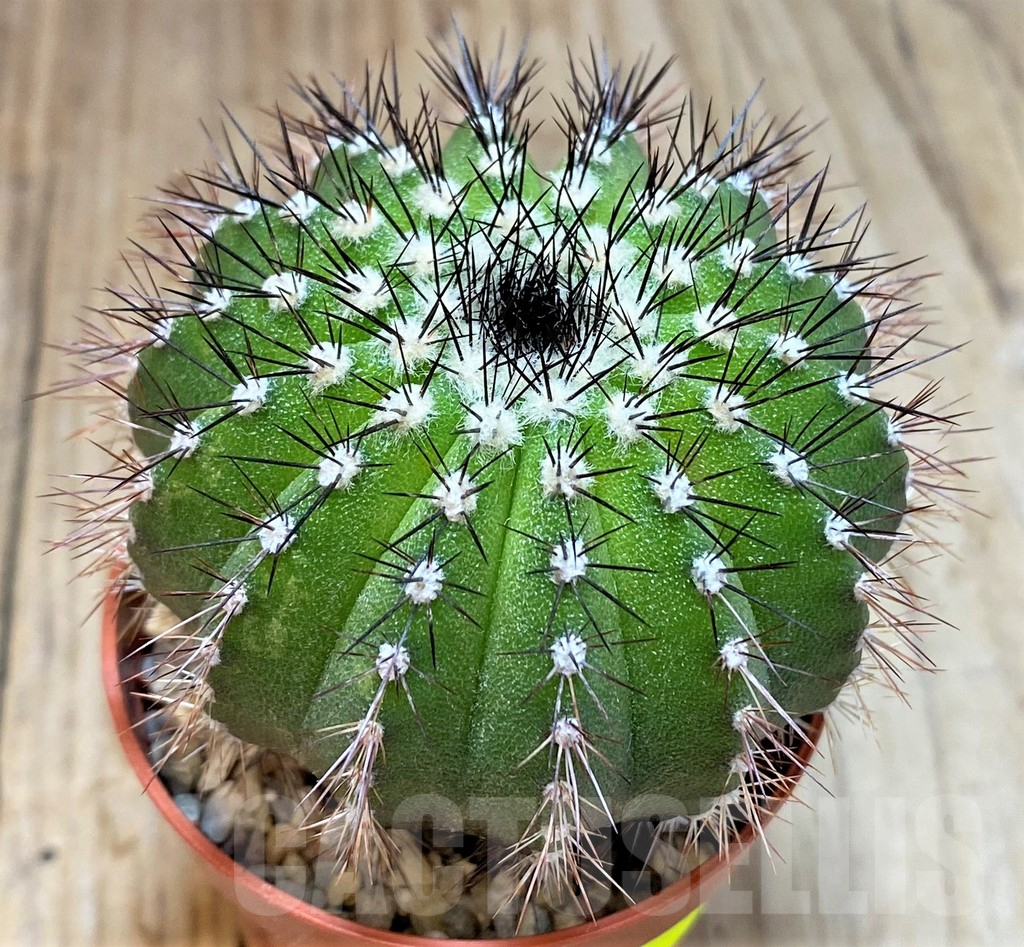 SH3434 Uebelmannia pectinifera - immagine 3