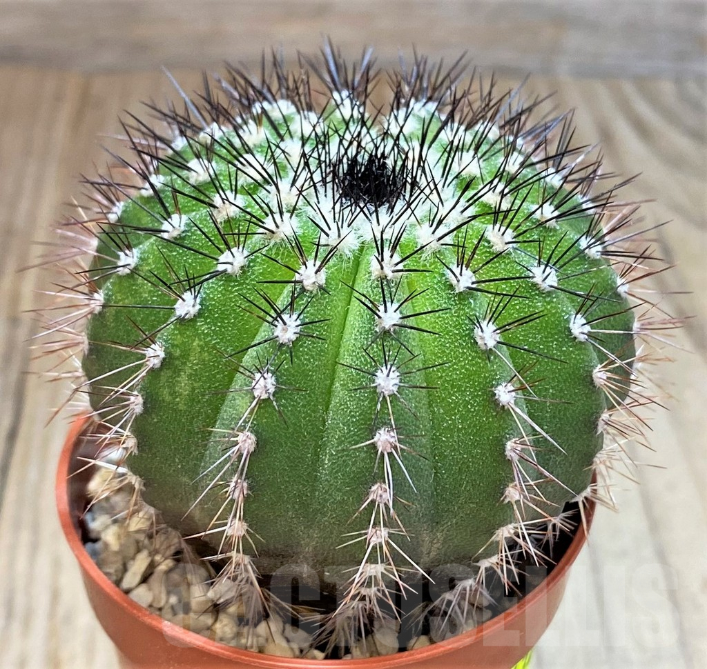 SH3434 Uebelmannia pectinifera - immagine 2