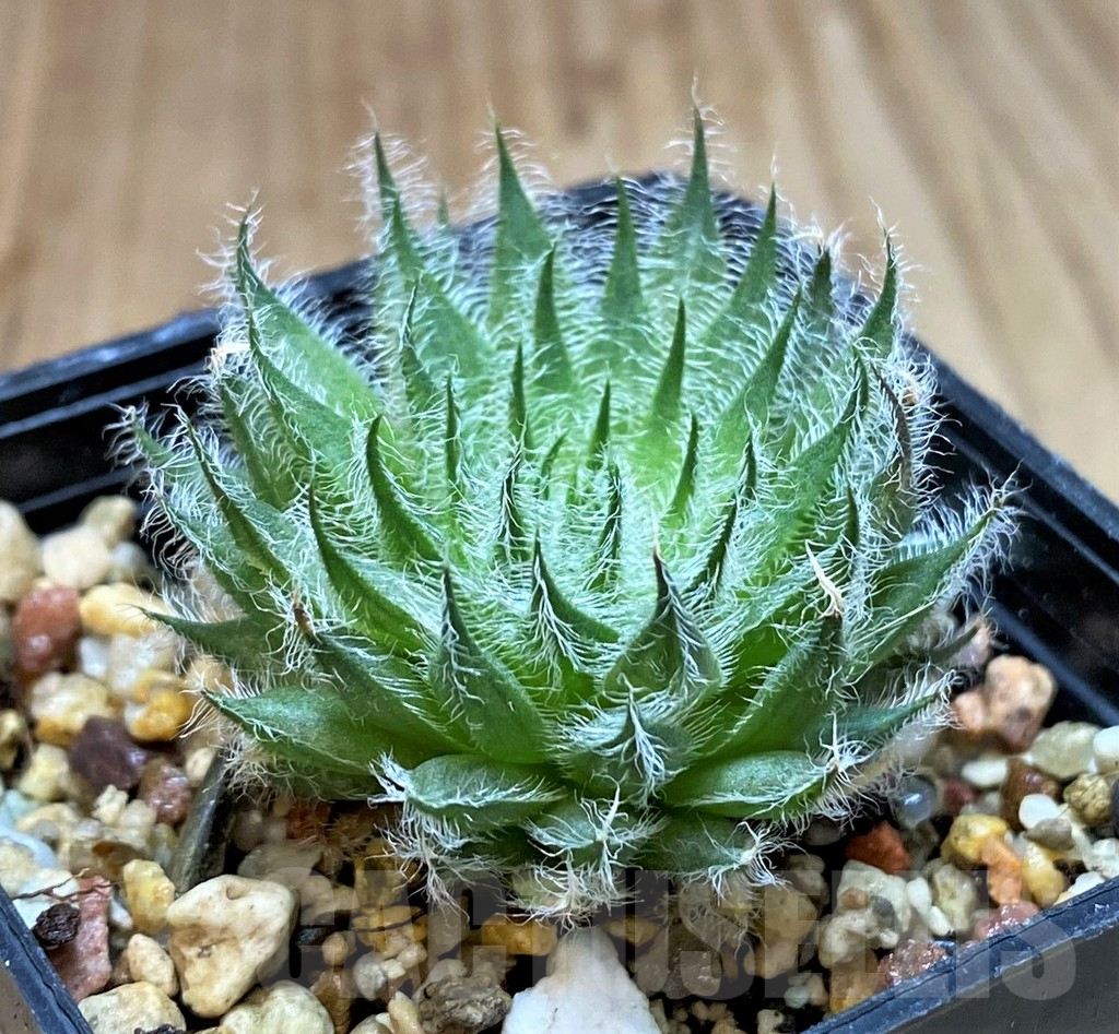 SH3395 Haworthia odetteae