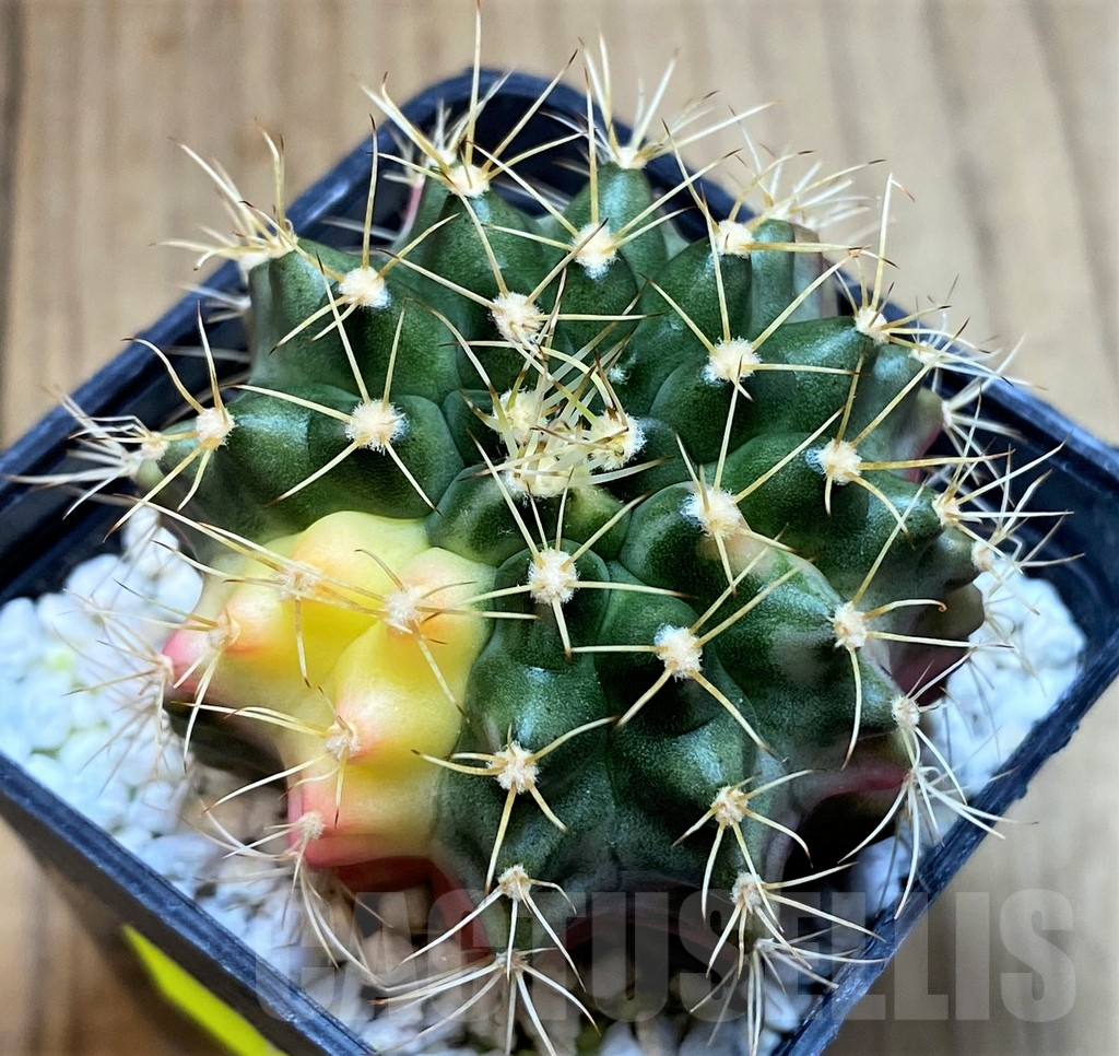 SH3438 Gymnocalycium mihanovichii hybrid f. variegata - Image 2