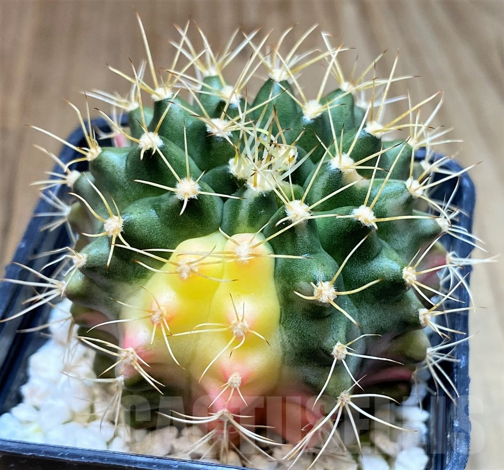 SH3438 Gymnocalycium mihanovichii hybrid f. variegata