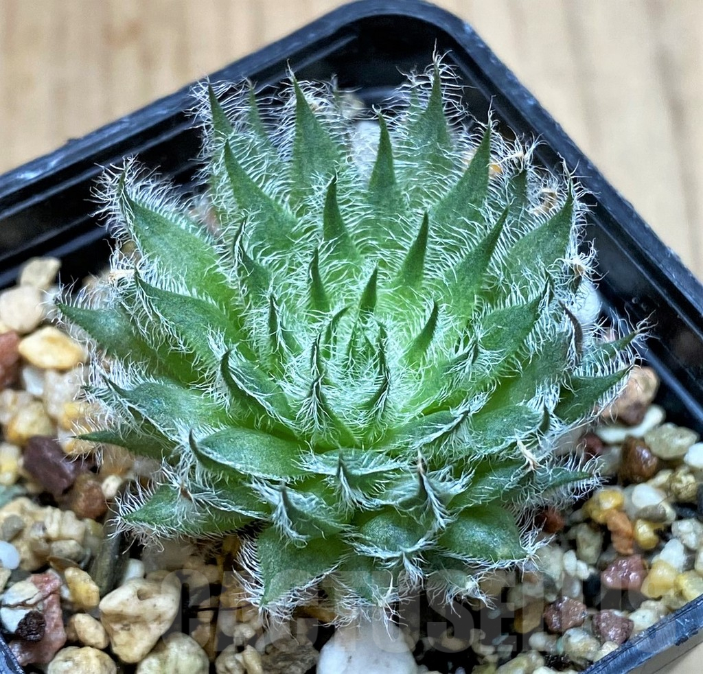 SH3395 Haworthia odetteae - Obrázek 2