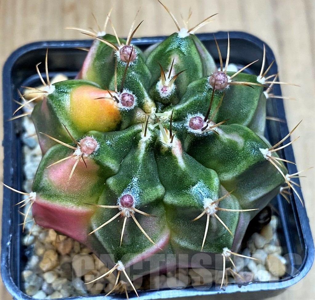 SH3443 Gymnocalycium mihanovichii 'Pastel Heart' - Obrázek 2