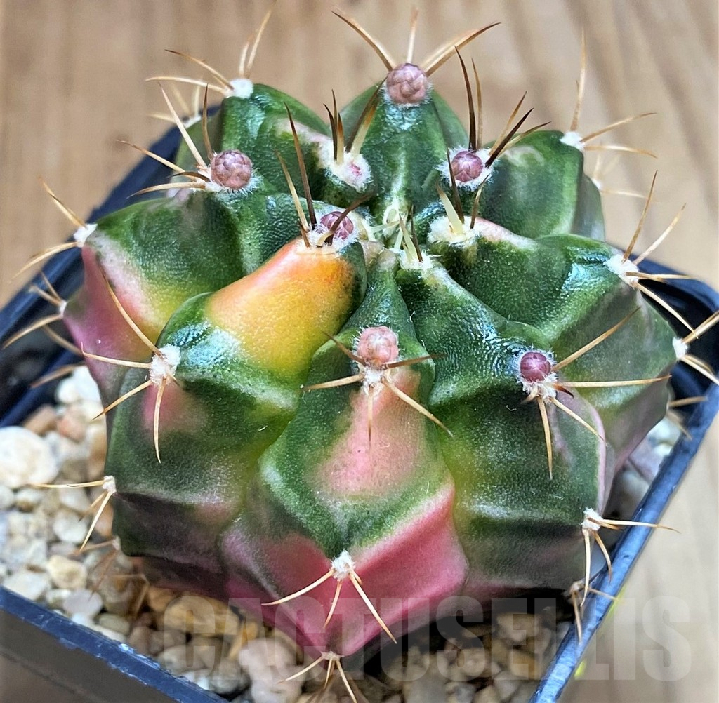 SH3443 Gymnocalycium mihanovichii 'Pastel Heart'