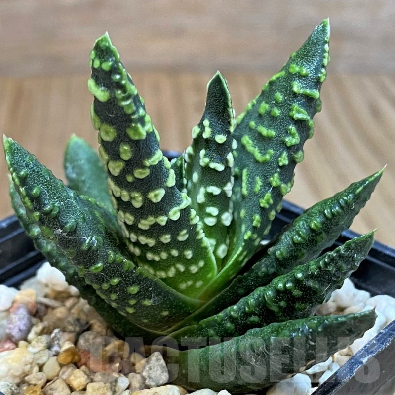 SH3396 Haworthia pumila -Japan-, seedling