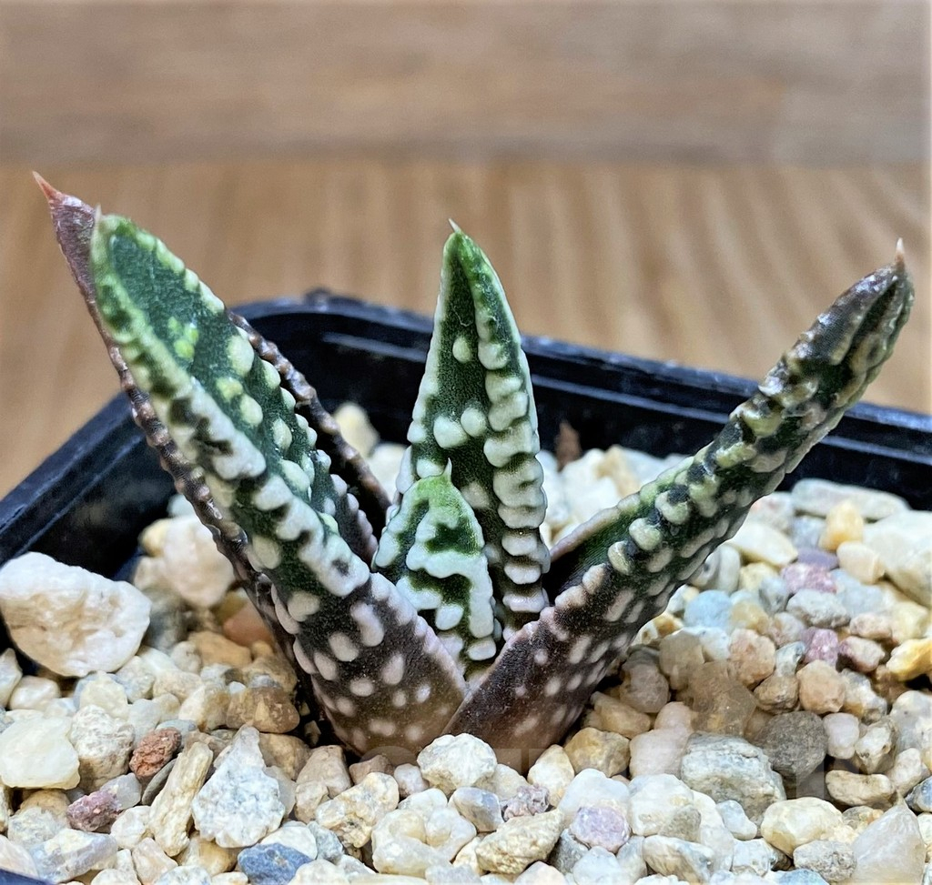 SH3397 Haworthia pumila 'Emperor', seedling - Obrázek 2