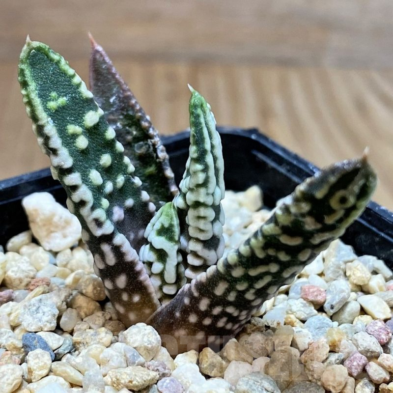 SH3397 Haworthia pumila 'Emperor', seedling
