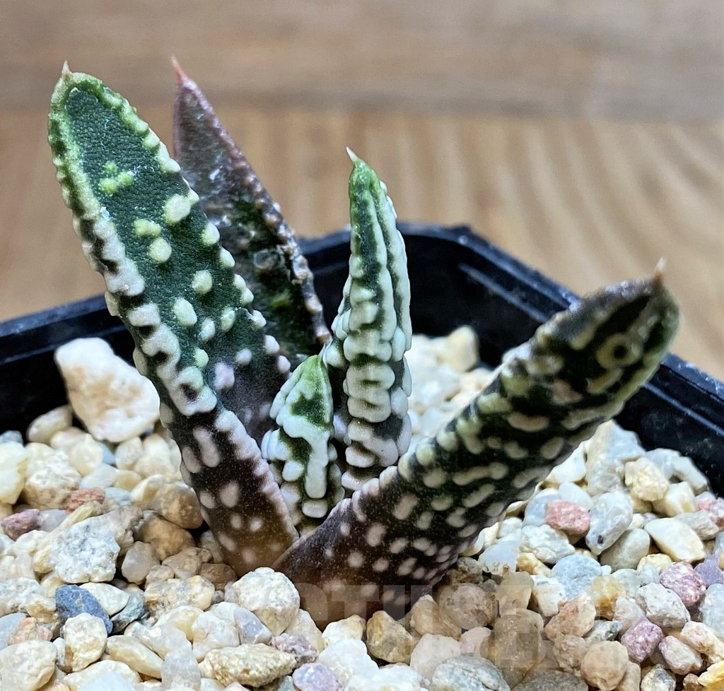 SH3397 Haworthia pumila 'Emperor', seedling