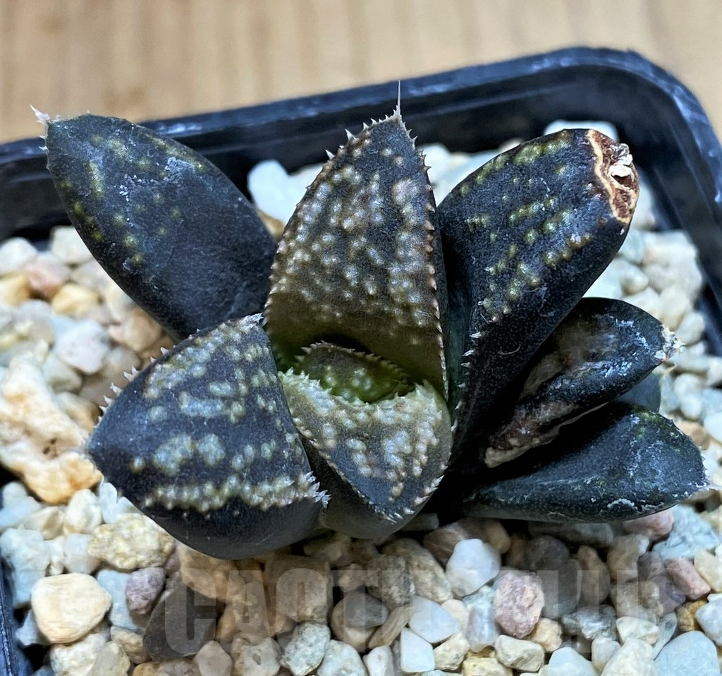 SH3400 Haworthia hybrid PP140, ex Artisan - Obrázek 2