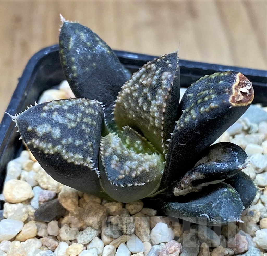 SH3400 Haworthia hybrid PP140, ex Artisan
