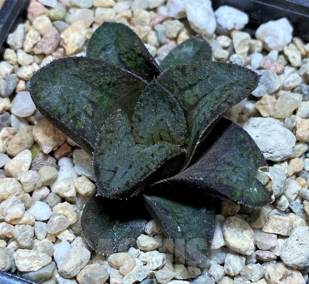 SH3401 Haworthia 'Akafuku' - immagine 3
