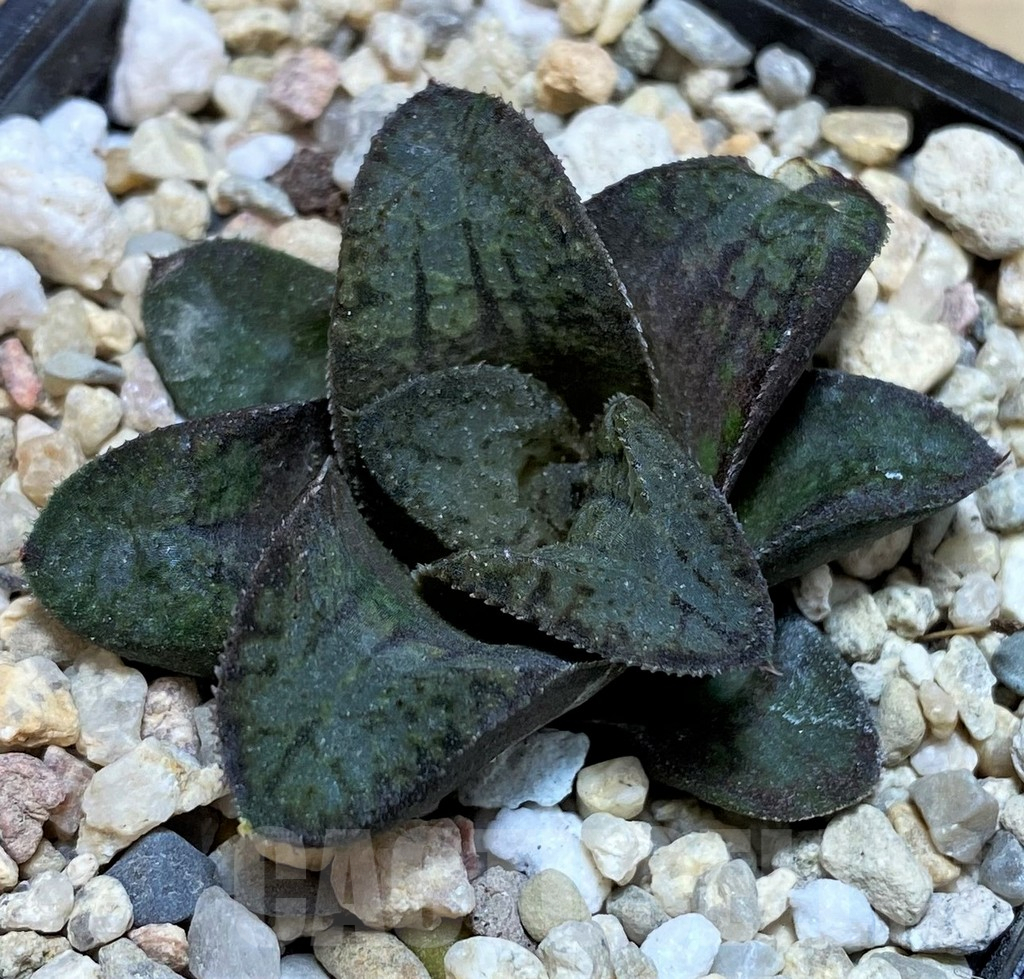 SH3401 Haworthia 'Akafuku' - immagine 2
