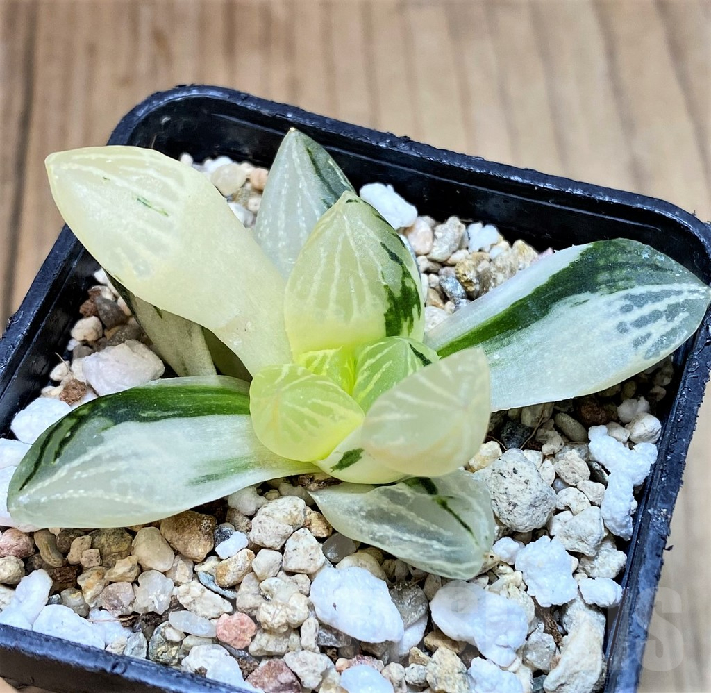 SH3403 Haworthia 'Nuoyulu' f. variegata - Image 2