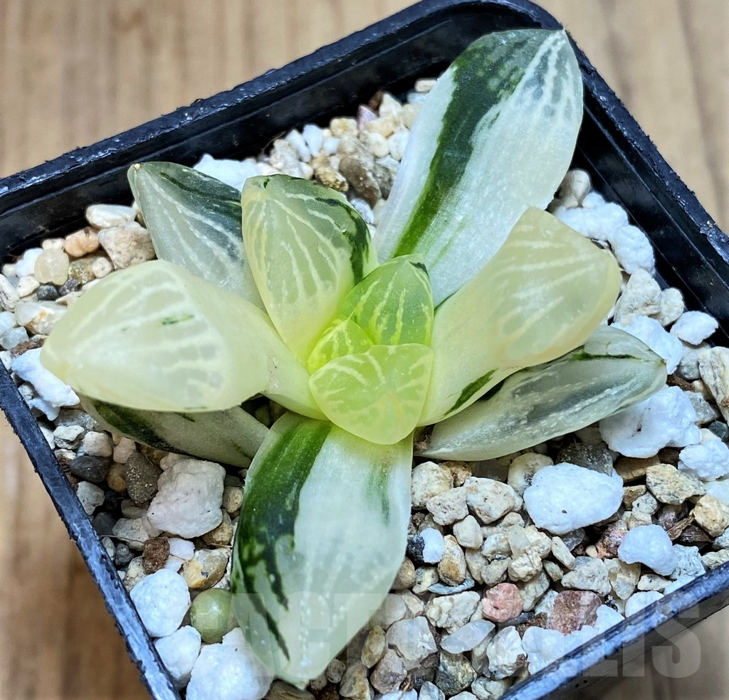 SH3403 Haworthia 'Nuoyulu' f. variegata