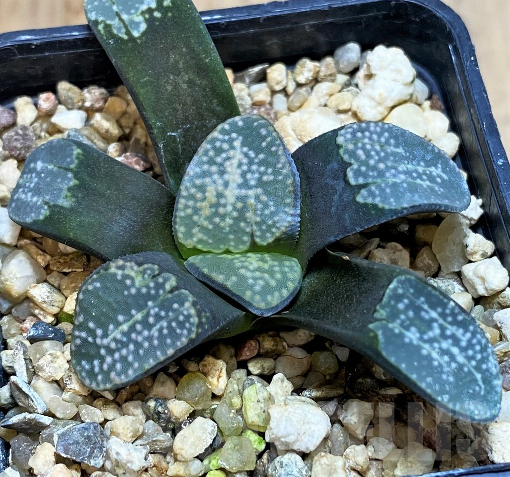 SH3405 Haworthia groenewaldii - Image 2