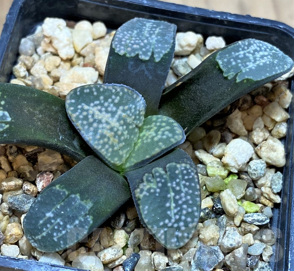 SH3405 Haworthia groenewaldii