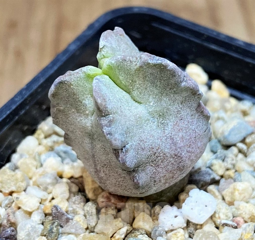 SH3611 Whitesloanea crassa