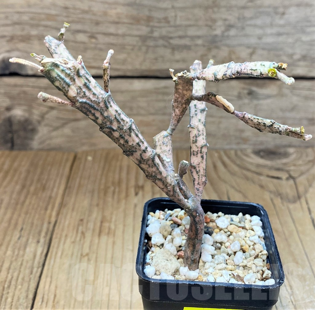 SH3614 Euphorbia platyclada