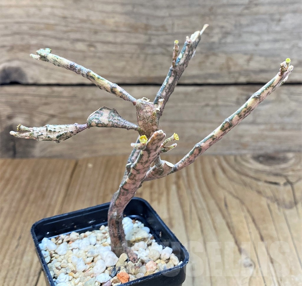 SH3614 Euphorbia platyclada - Imagen 2