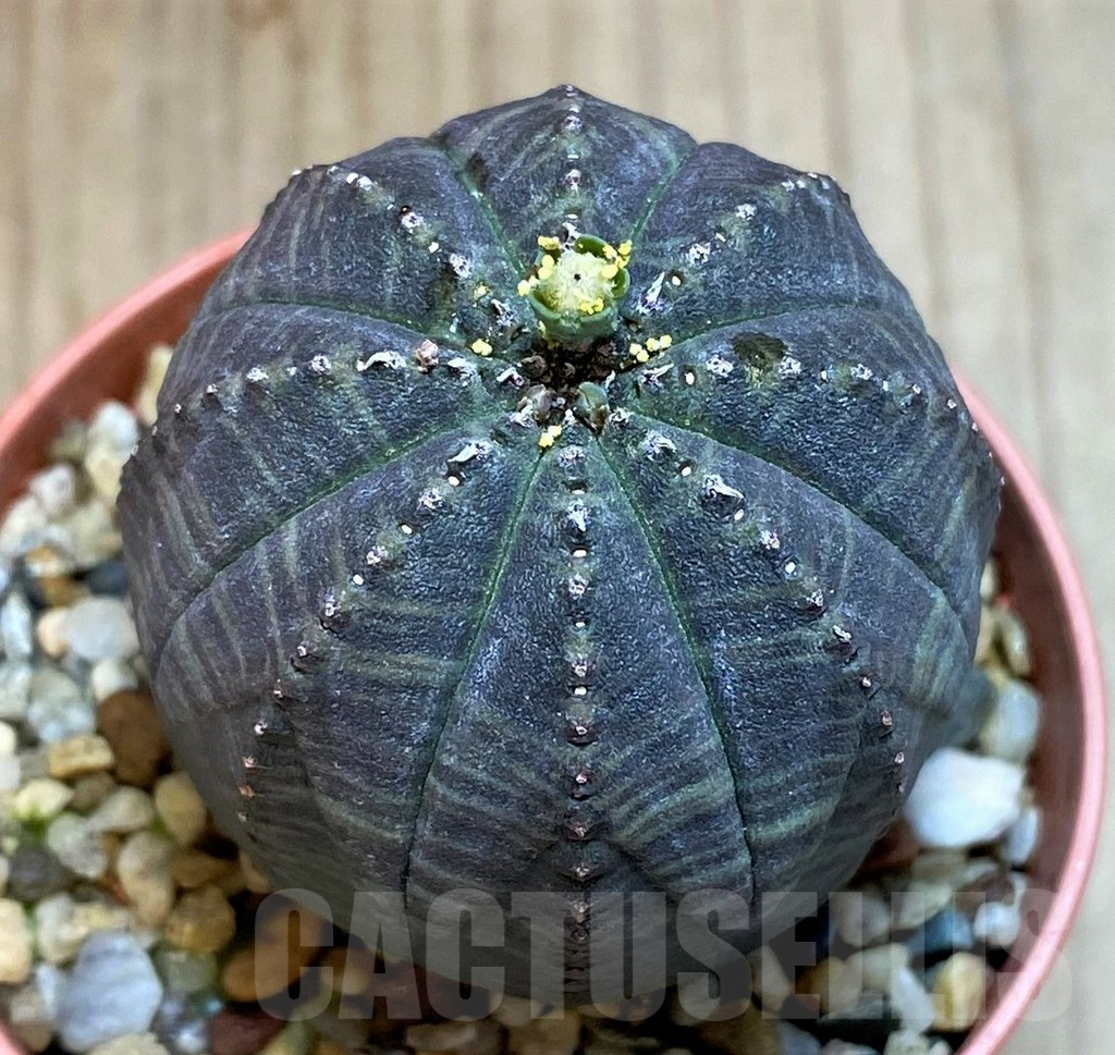 SH3615 Euphorbia obesa ♂