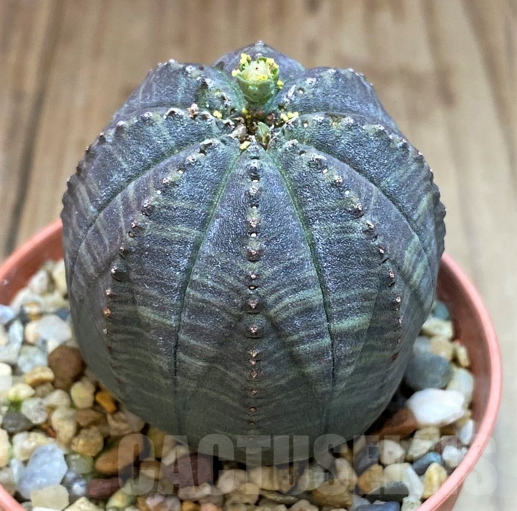 SH3615 Euphorbia obesa ♂ - Image 2
