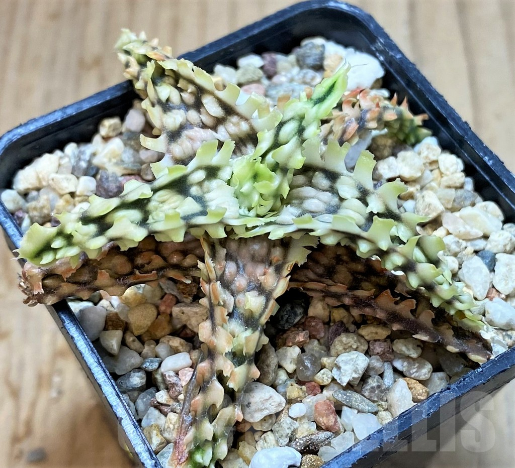 SH3580 Aloe TCT hybrid - immagine 2