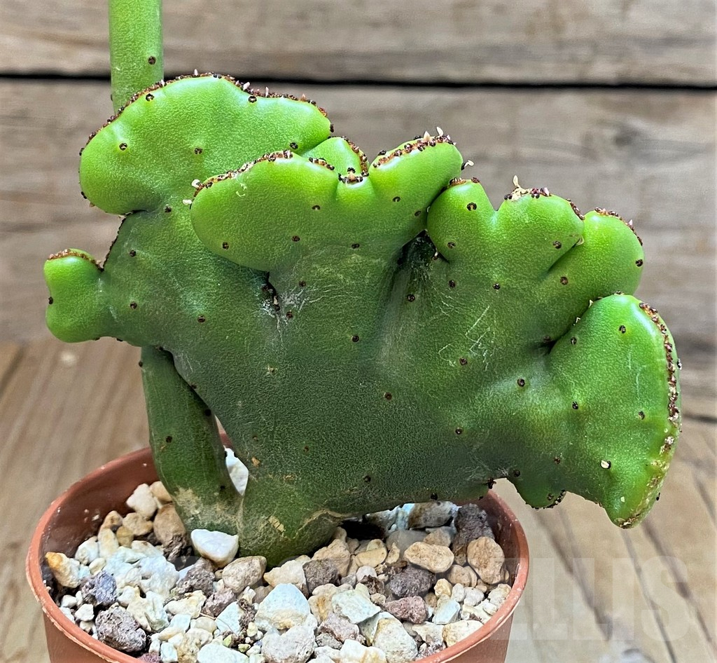 SH3617 Euphorbia leucodendron f. cristata