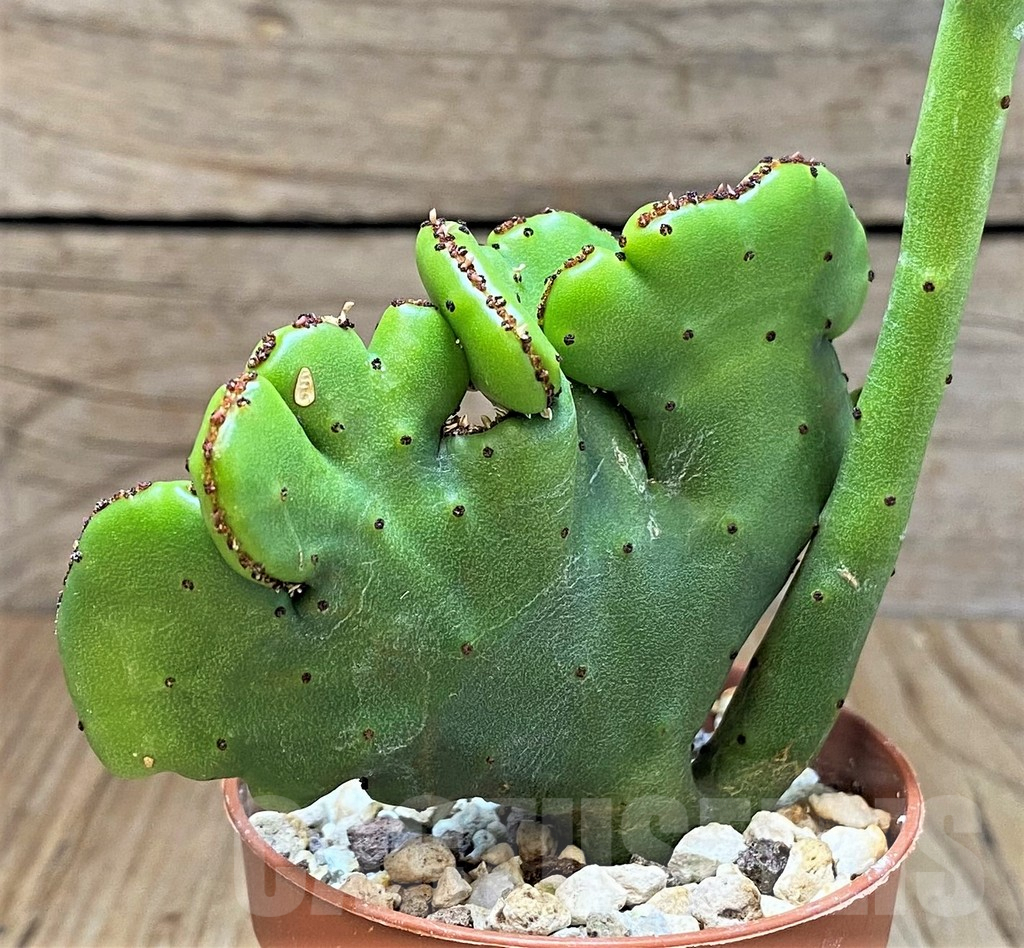 SH3617 Euphorbia leucodendron f. cristata - Image 2