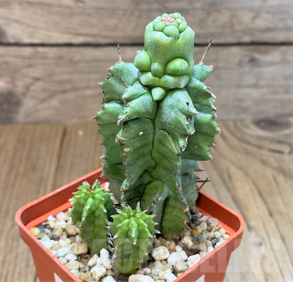 SH3619 Euphorbia horrida f. monstrosa