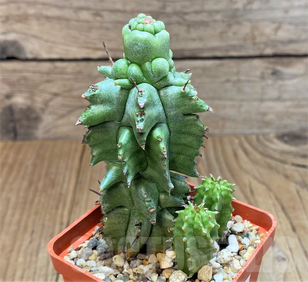 SH3619 Euphorbia horrida f. monstrosa - Image 2