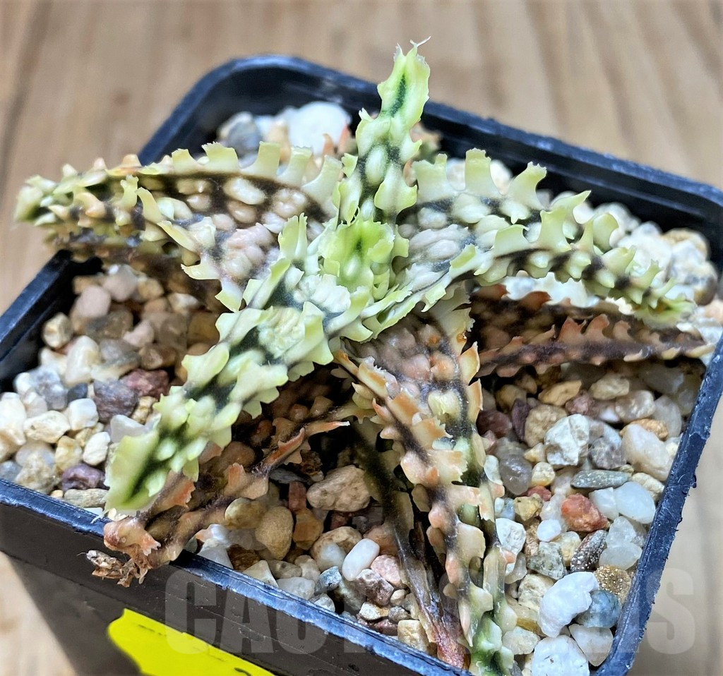 SH3580 Aloe TCT hybrid