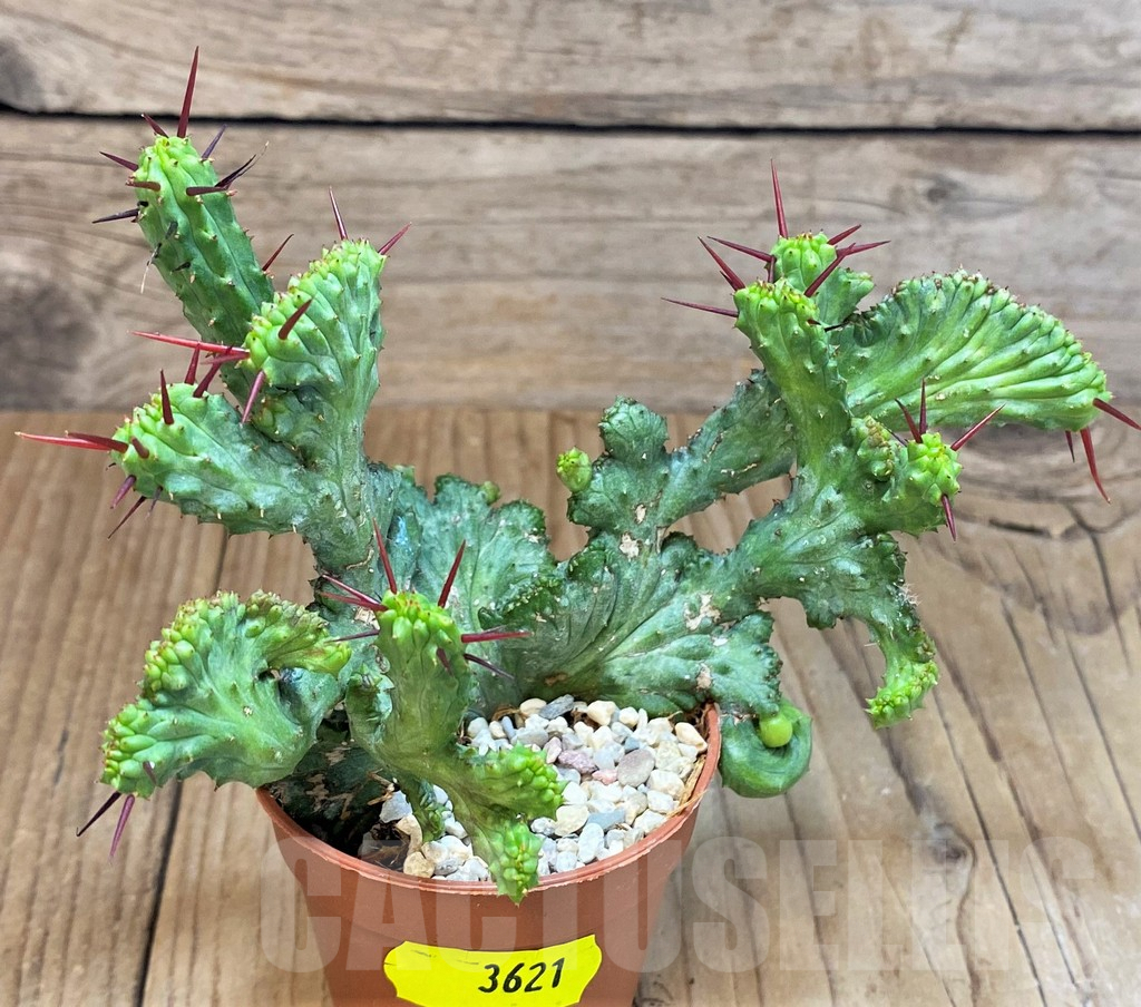 SH3621 Euphorbia enopla f. cristata - Imagen 2