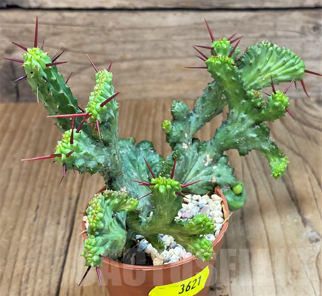 SH3621 Euphorbia enopla f. cristata