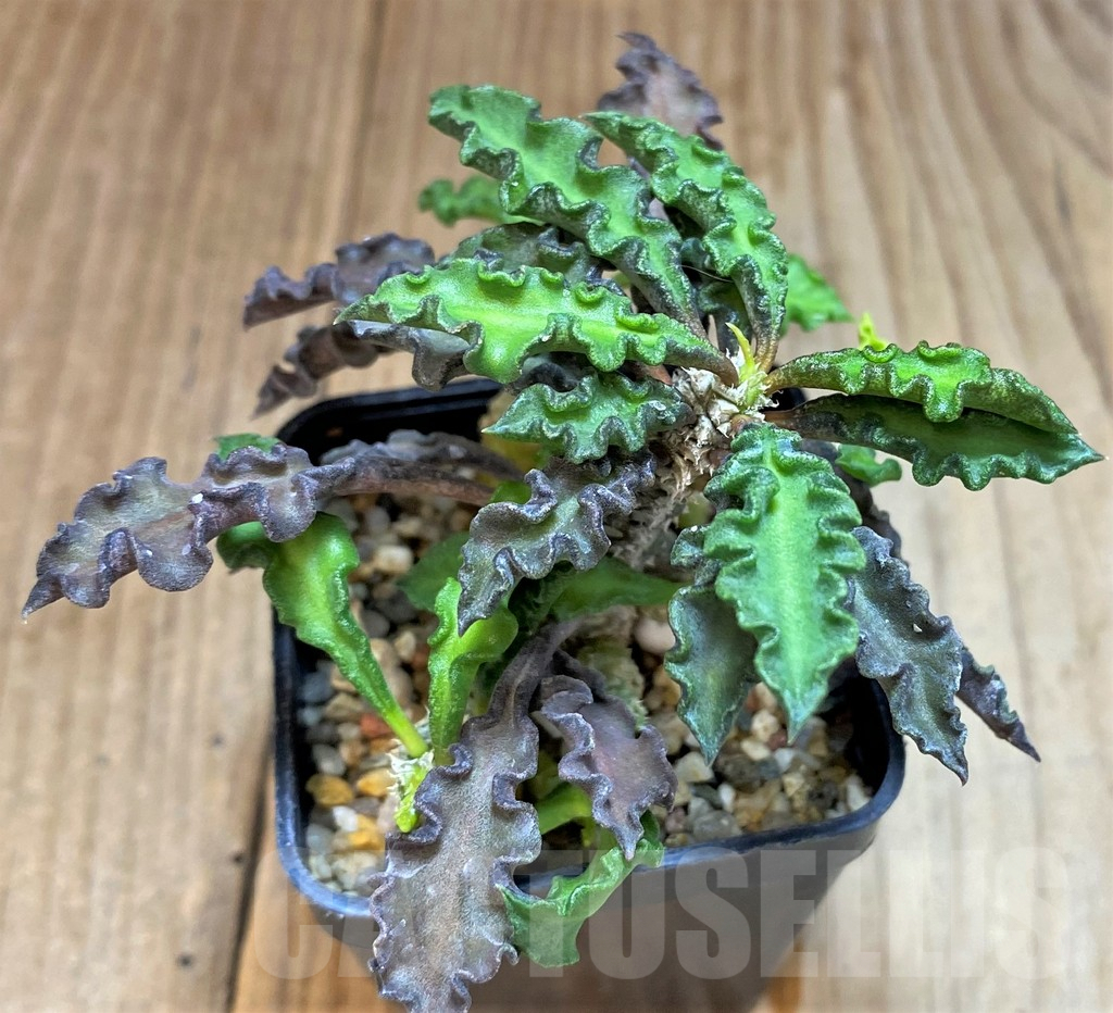 SH3622 Euphorbia decaryi v. spirosticha