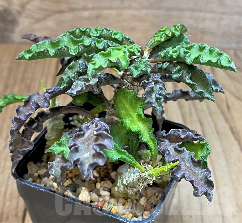 SH3622 Euphorbia decaryi v. spirosticha - Imagen 2