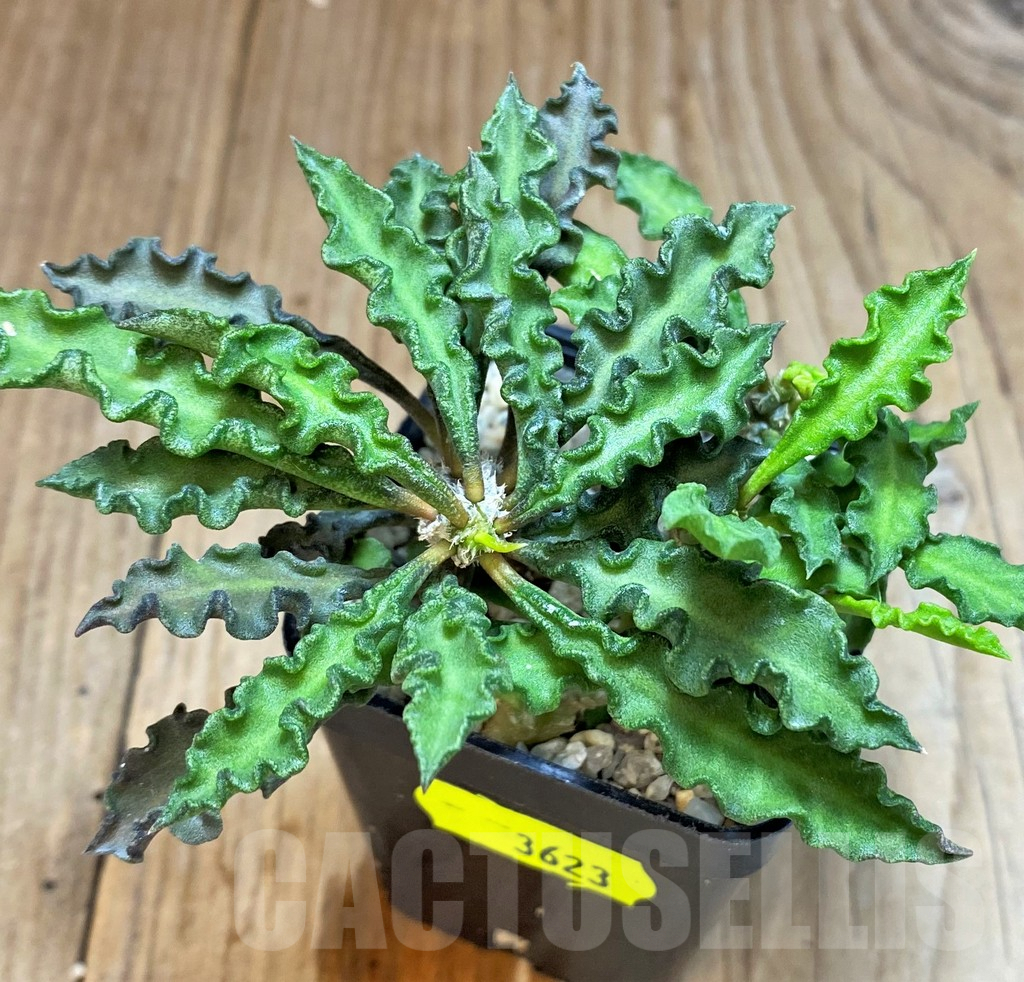 SH3623 Euphorbia decaryi v. spirosticha - Imagen 3