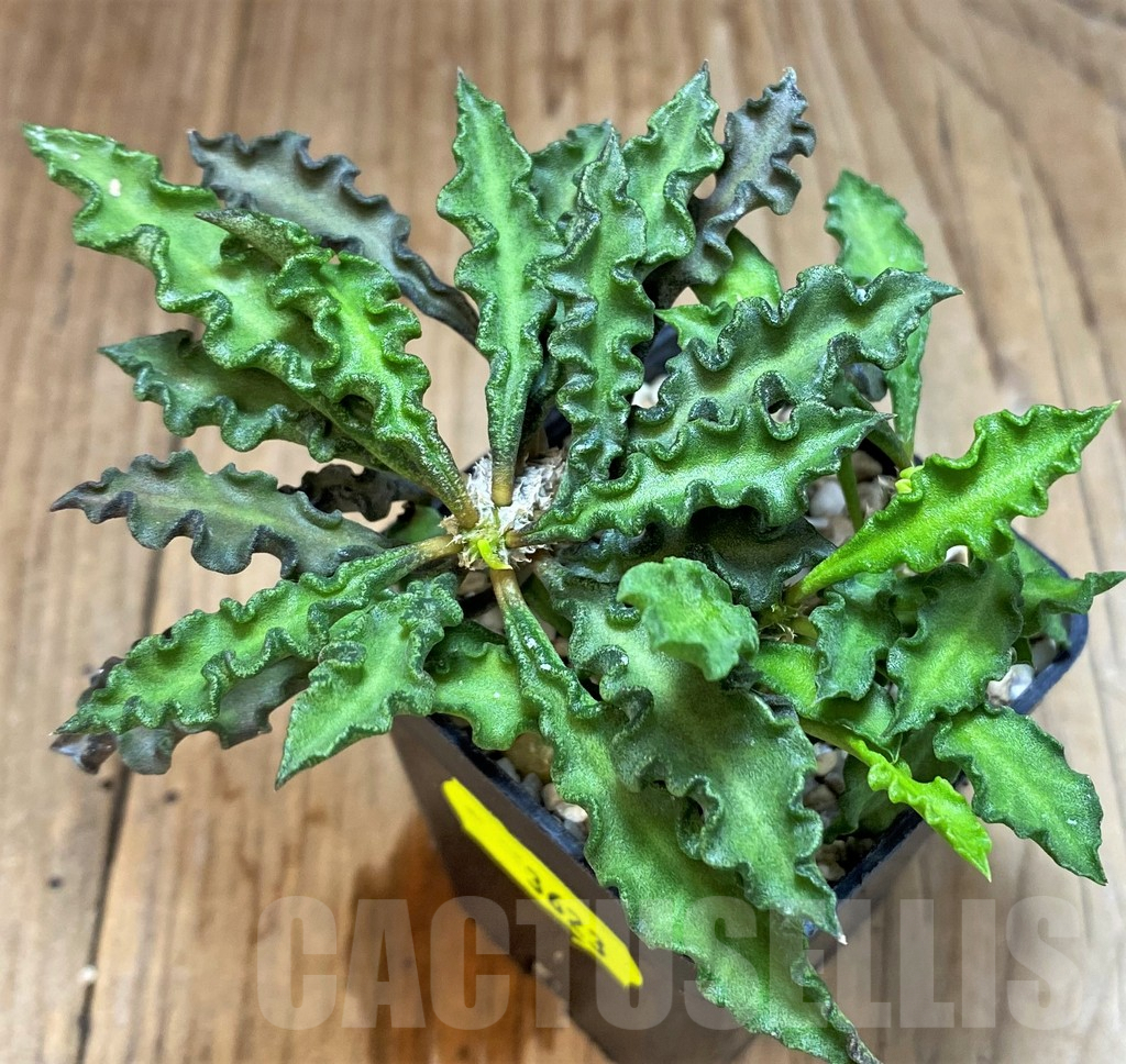 SH3623 Euphorbia decaryi v. spirosticha