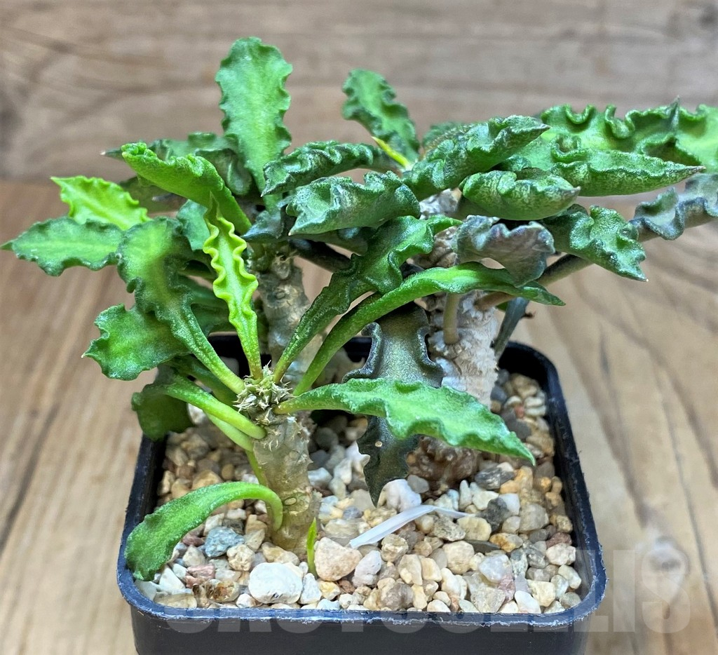 SH3623 Euphorbia decaryi v. spirosticha - Imagen 2